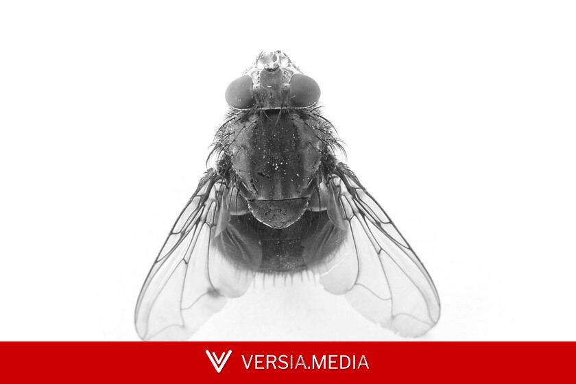 Buscaban el mosquito del virus del Nilo en las marismas de Doñana. Encontraron cuatro tipos de moscas que chupan sangre