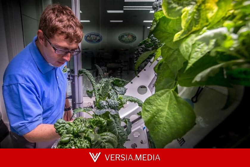 Llevamos años cultivando lechugas en el espacio. Ahora hemos descubierto que son más propensas a enfermarnos