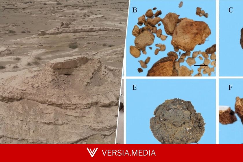 Hemos encontrado un excremento fosilizado y ahora sabemos que en el desierto más árido de Asia hace 4.000 años había un bosque