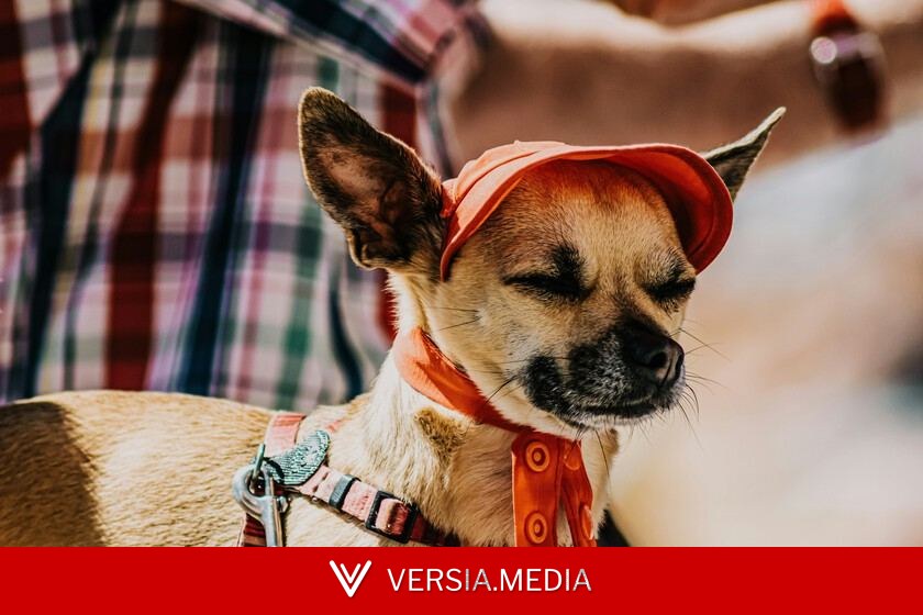 Los expertos coinciden: cómo proteger a las mascotas de los golpes de calor en plena ola de temperaturas extremas